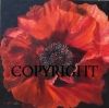 Red Poppy